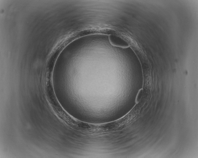 X0000086280736200703291500