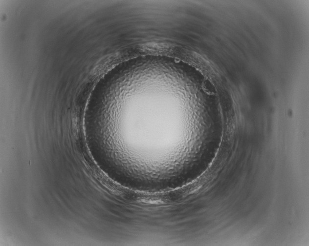 X0000086280749200703291501