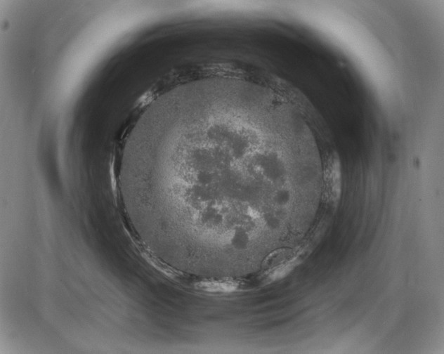 X0000086280765200703291501