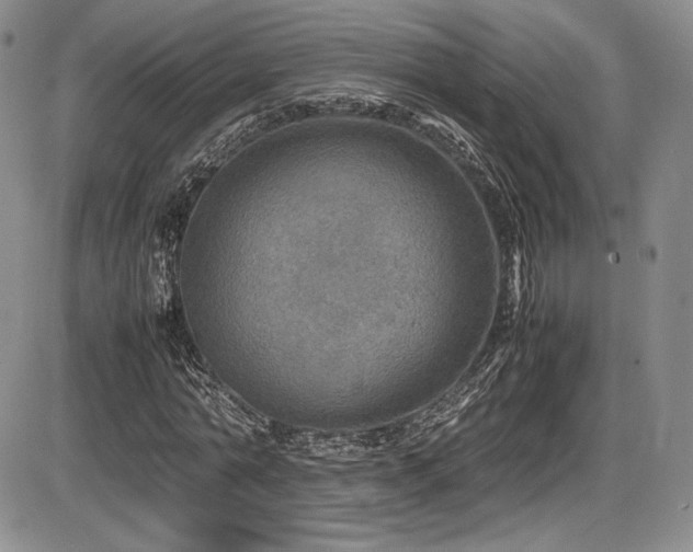 X0000086280774200703291500