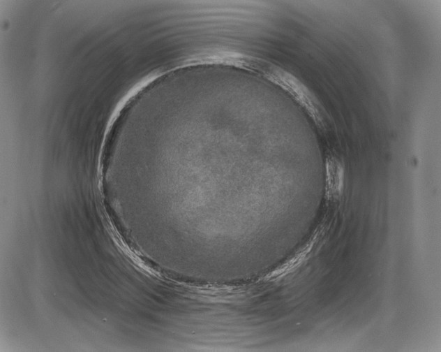 X0000086280780200703291500