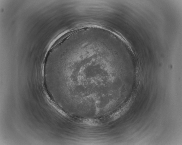 X0000086280790200703291500