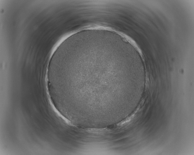 X0000086280863200703291459