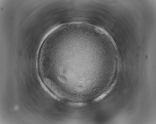 X0000086280957200703291458