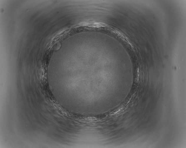 X0000086280966200703291457