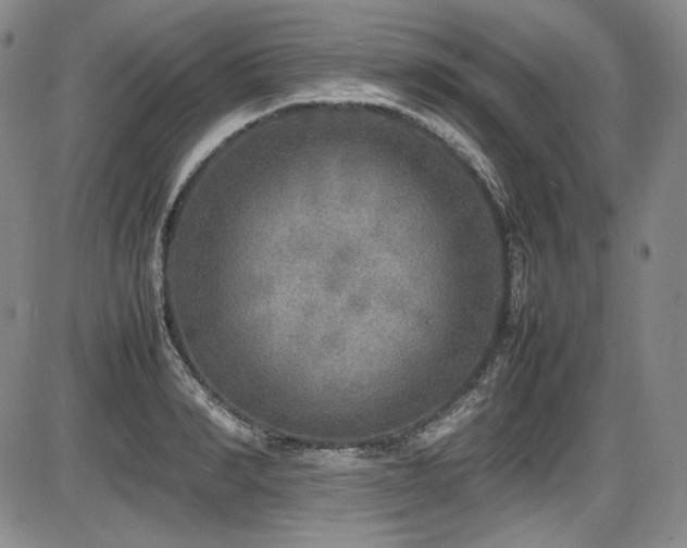 X0000086280990200703291456