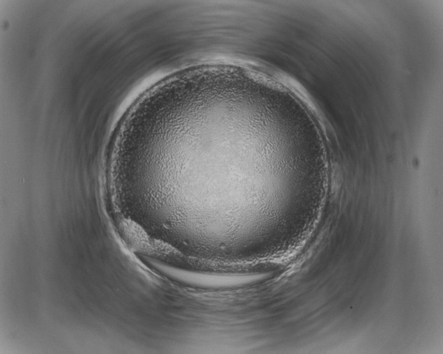 X0000086281048200703291456