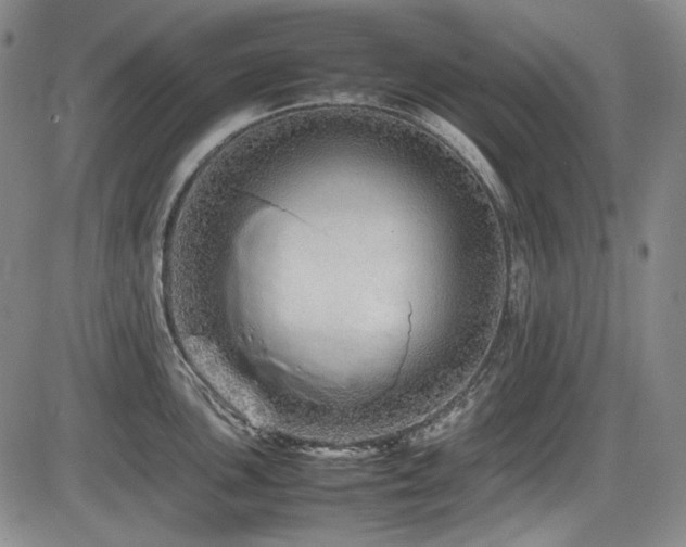 X0000086281051200703291456
