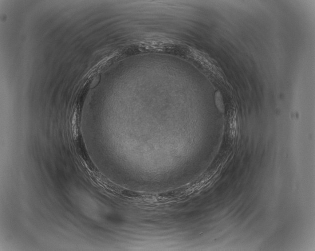 X0000086281060200703291455