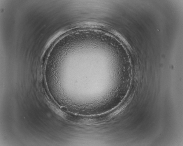 X0000086281075200703291455