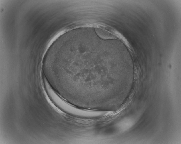 X0000086281095200703291455
