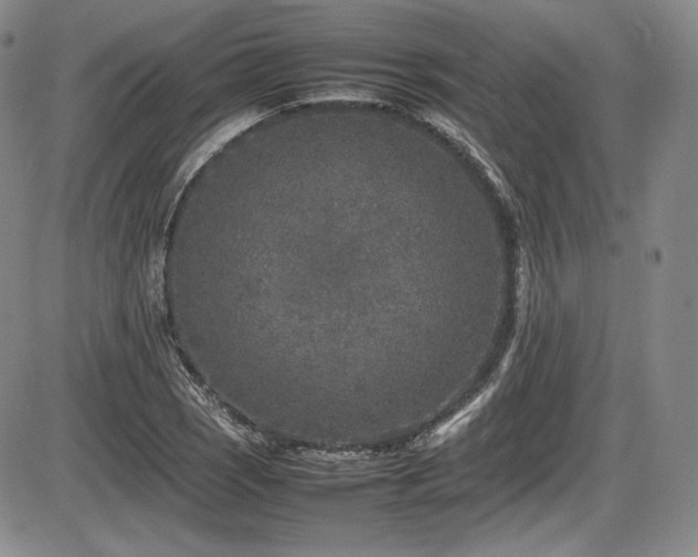 X0000086281121200703291454
