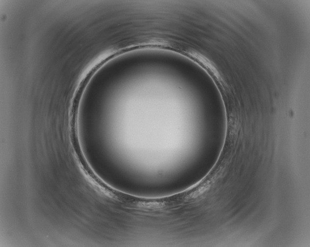 X0000086281135200703291454