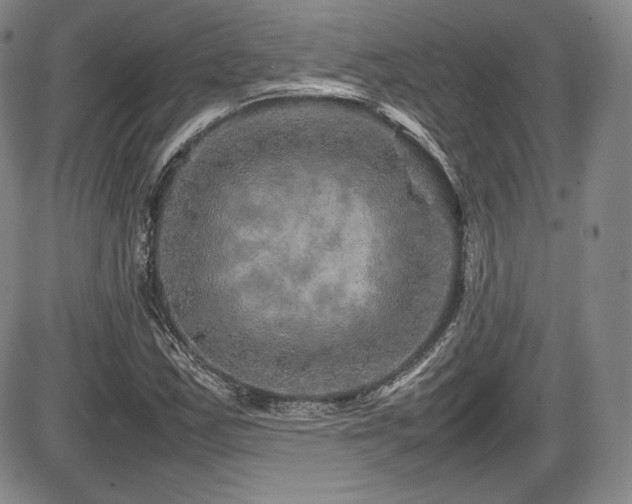 X0000086281163200703291454