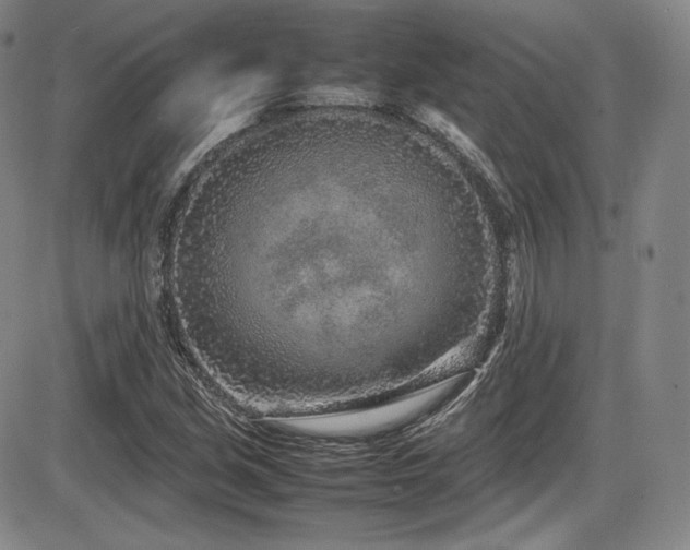 X0000086281213200703291452