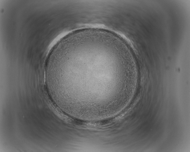X0000086281271200703291452