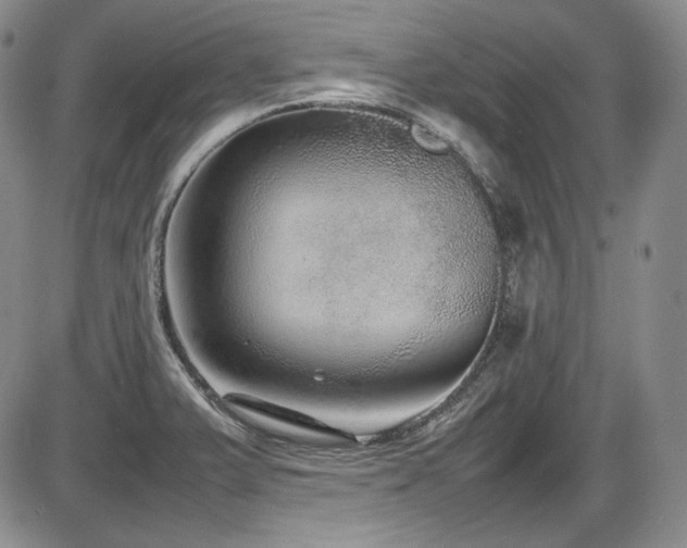 X0000086281375200703291450