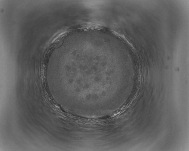 X0000086281399200703291449