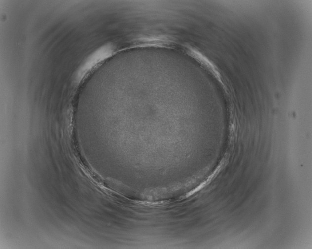 X0000086281411200703291449