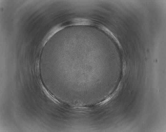 X0000086281417200703291449