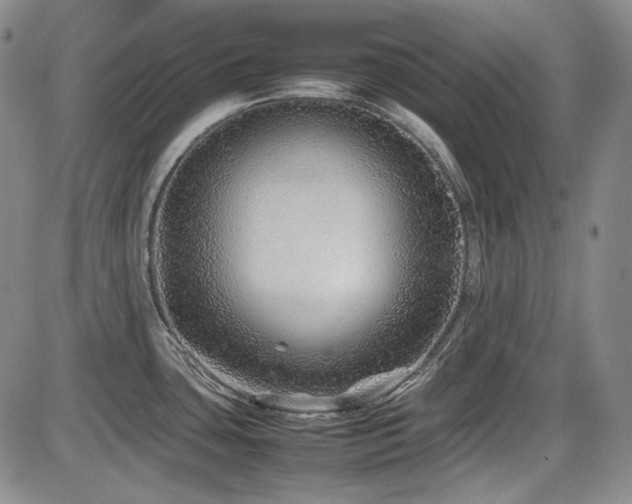 X0000086281435200703291450