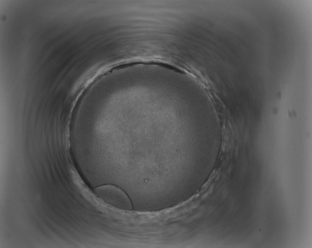 X0000086280002200704051347