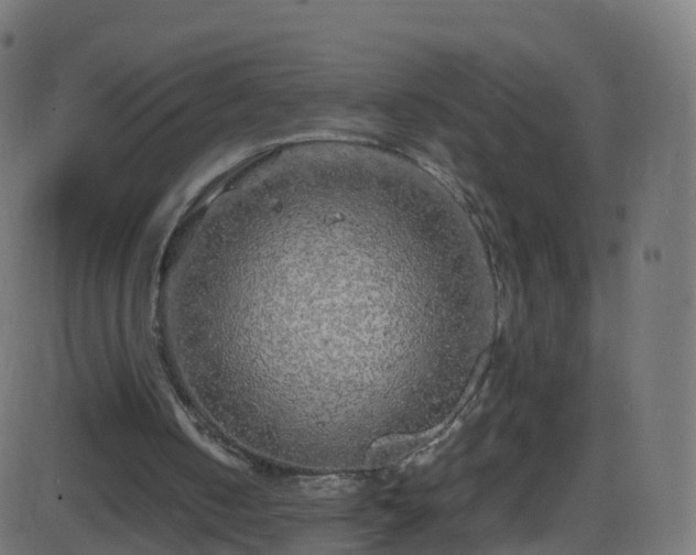 X0000086280050200704051345