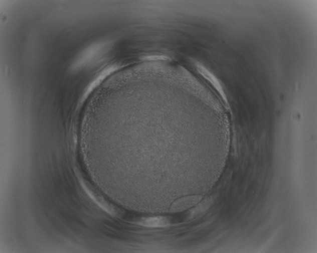 X0000086280059200704051345