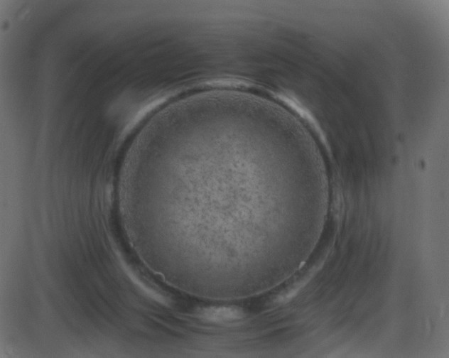 X0000086280063200704051345