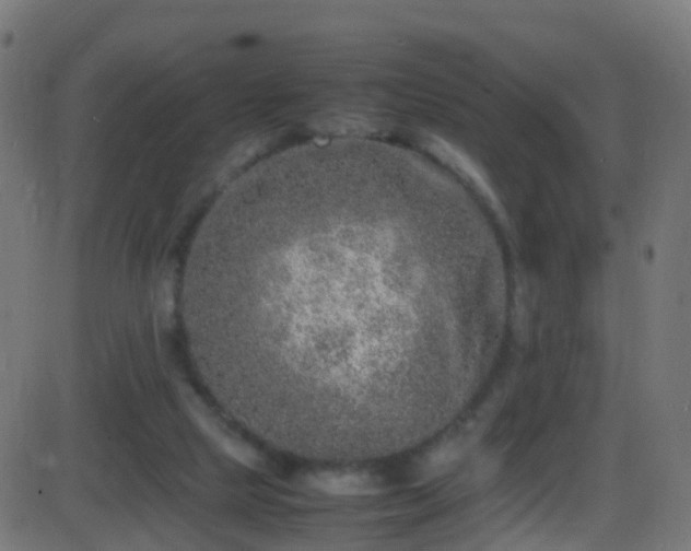 X0000086280065200704051346