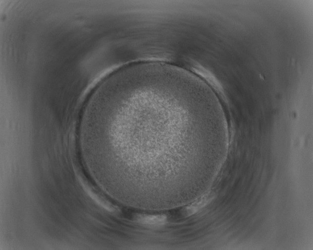 X0000086280155200704051344