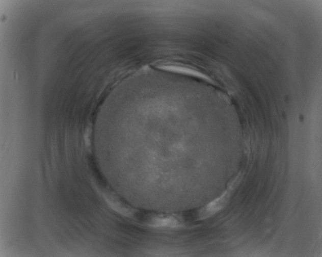 X0000086280175200704051344