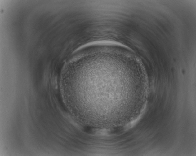 X0000086280182200704051344