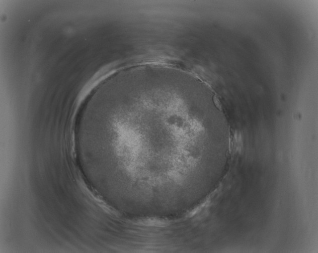 X0000086280198200704051344