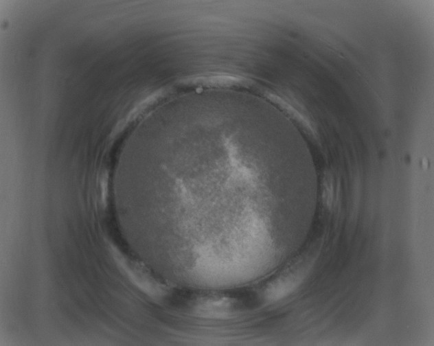 X0000086280206200704051343