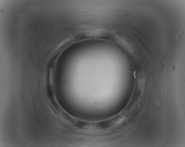 X0000086280211200704051343