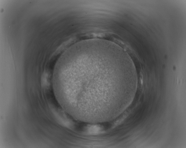 X0000086280218200704051343