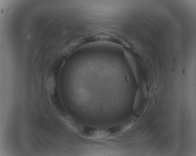 X0000086280223200704051343