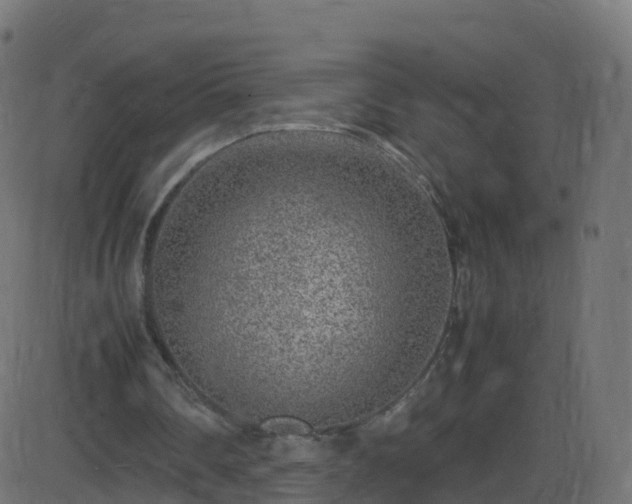 X0000086280290200704051342