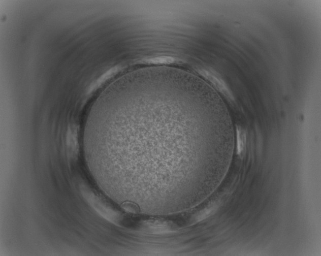 X0000086280300200704051342