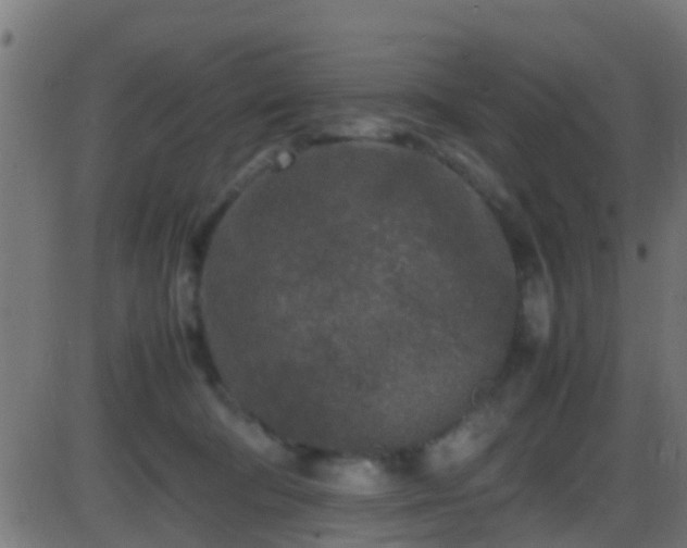 X0000086280322200704051341