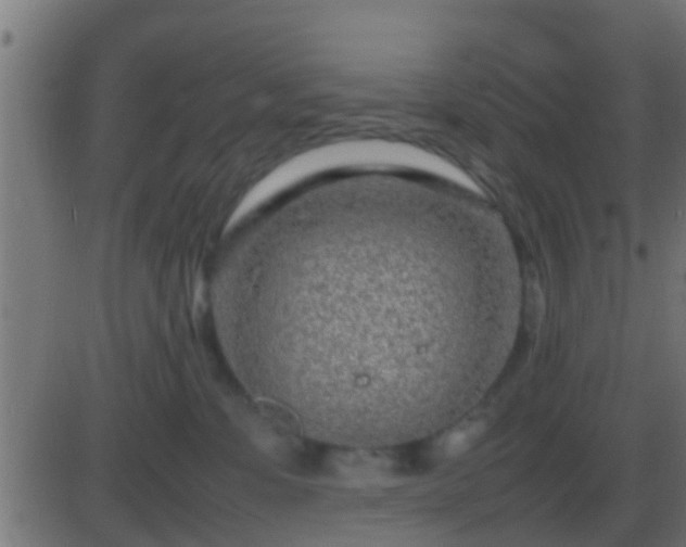 X0000086280331200704051341