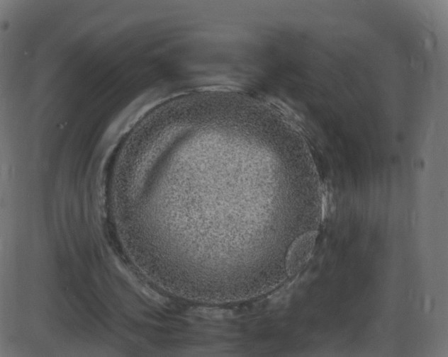 X0000086280339200704051340