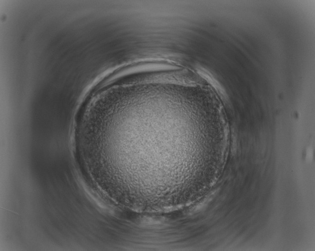 X0000086280346200704051341