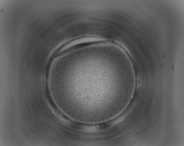 X0000086280349200704051341