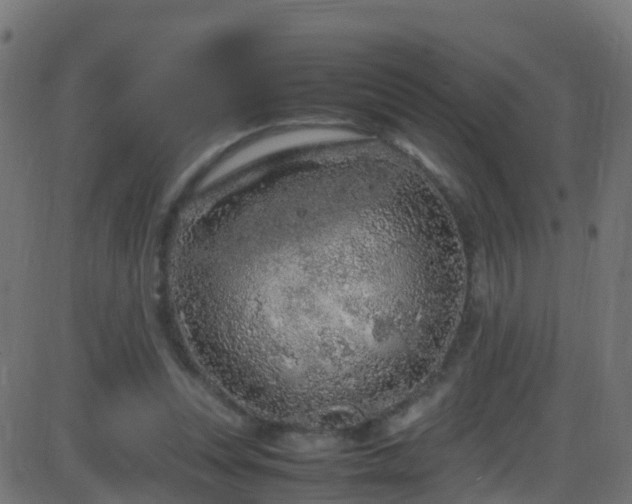 X0000086280351200704051341