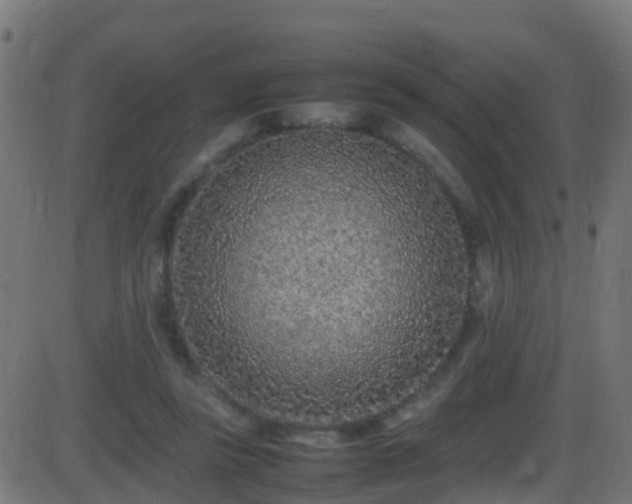 X0000086280355200704051341