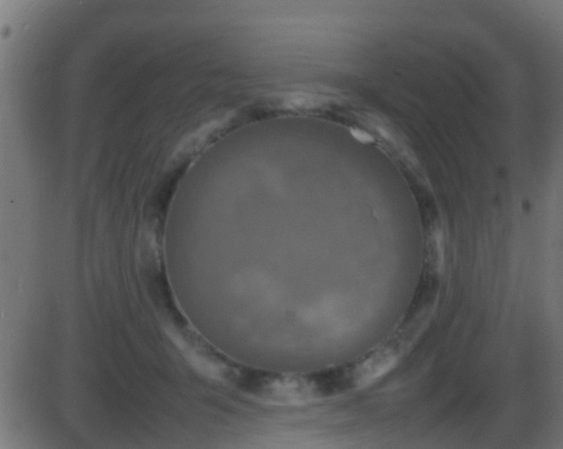 X0000086280415200704051340