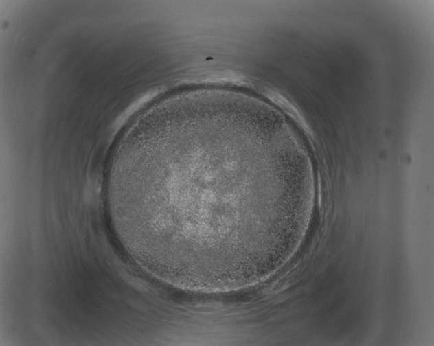 X0000086280483200704051339