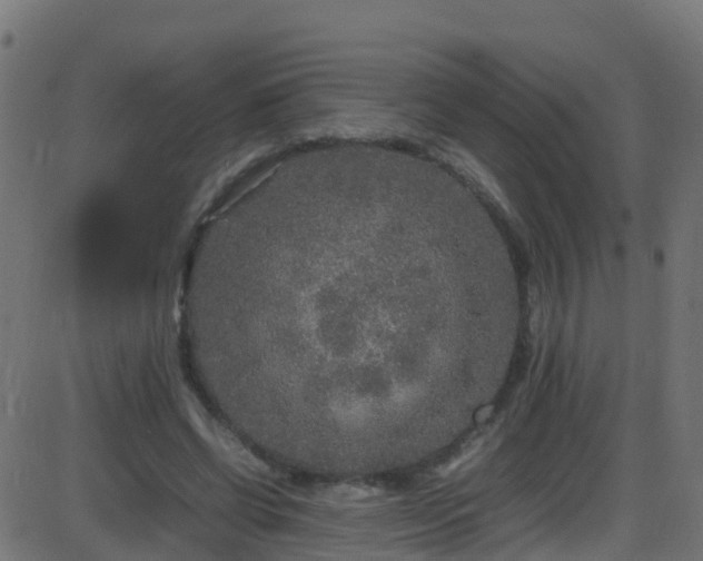 X0000086280542200704051337